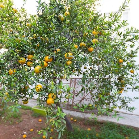 Laila'S Cozy Garden House & Studio Larnaca Exterior photo