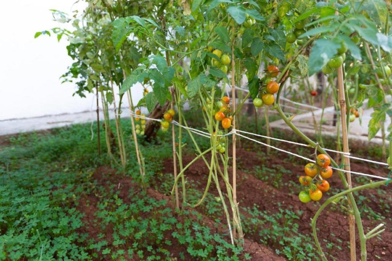 Laila'S Cozy Garden House & Studio Larnaca Exterior photo